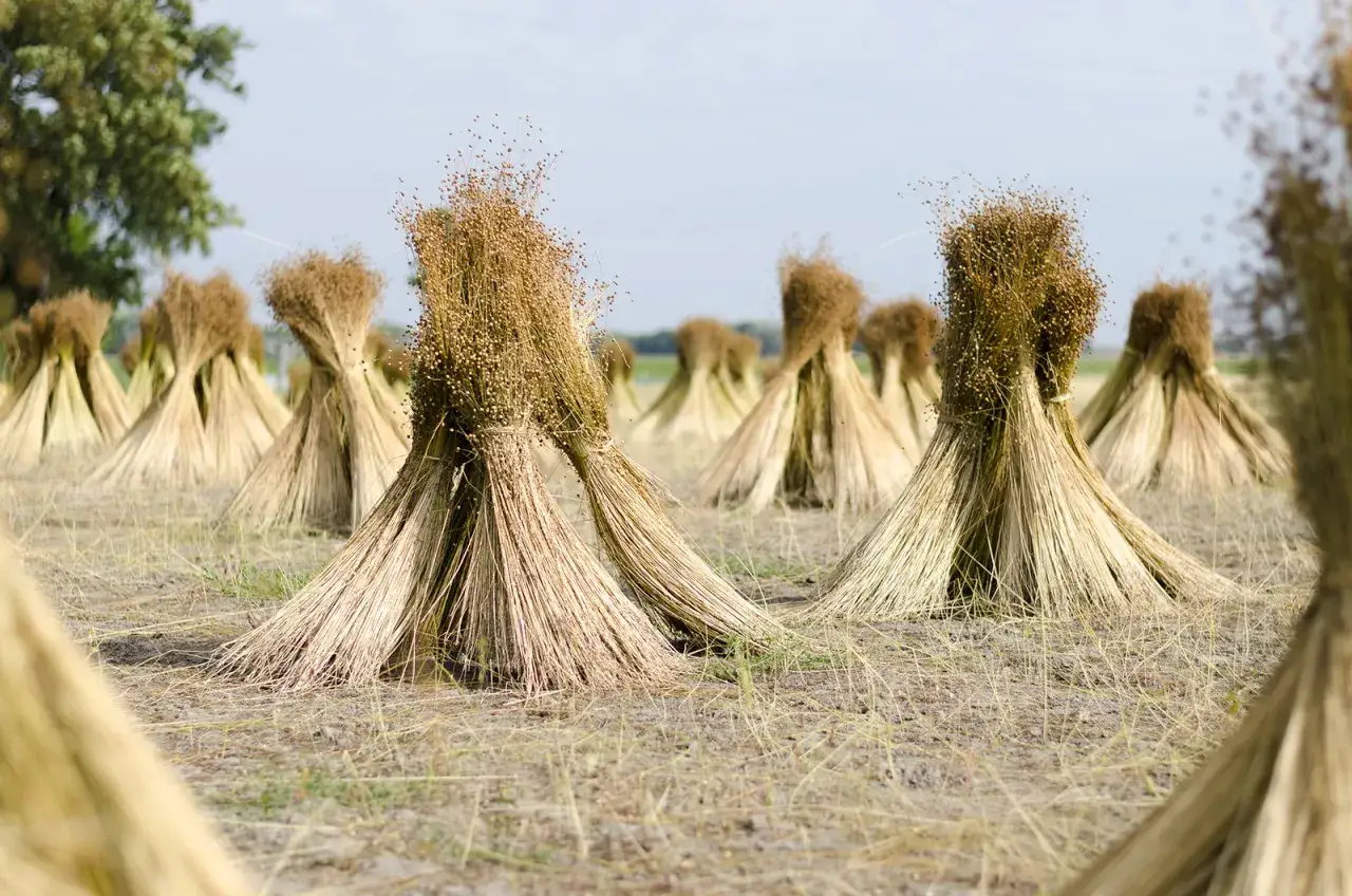 B&uuml;schel von Flachs auf einem Feld, bereit f&uuml;r die leinen herstellung. Die Pflanzen trocknen in der Sonne, ein Zeichen f&uuml;r die Erntezeit.