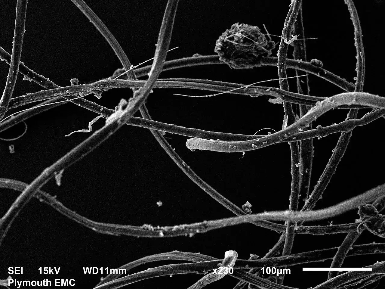 Rasterelektronenmikroskopische Aufnahme von Polyesterfasern. Die feinen Strukturen zeigen, wie schädlich Polyester für die Umwelt sein kann, wenn es zerfällt.